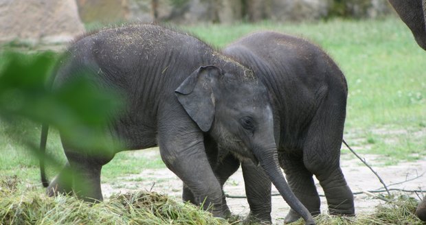 Sloni v Zoo Praha.