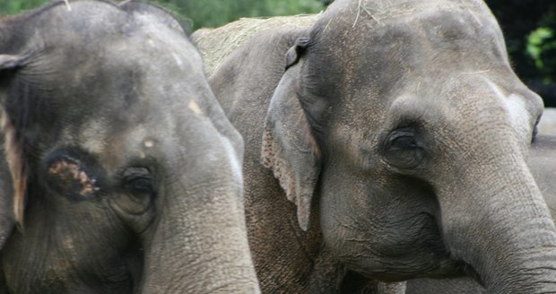 Nešťastná nehoda v pražské zoo: Slonice Tamara zranila chovatelku, žena skončila v nemocnici