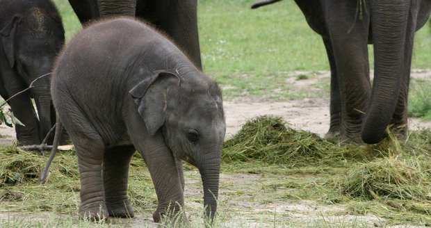 V pražské zoo proběhl křest dvou slůňat, která dostala jméno Lakuna a Amalee.