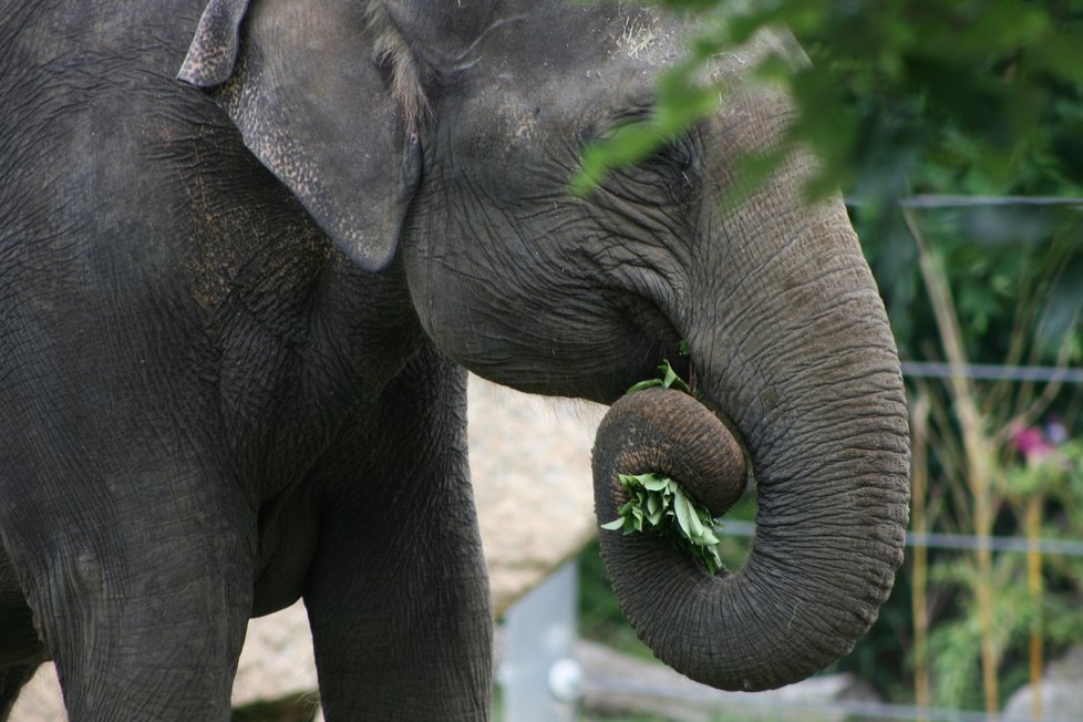 V pražské zoo proběhl křest dvou slůňat, která dostala jméno Lakuna a Amalee.