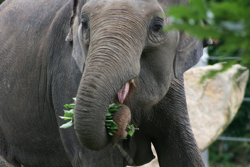 V pražské zoo proběhl křest dvou slůňat, která dostala jméno Lakuna a Amalee. 