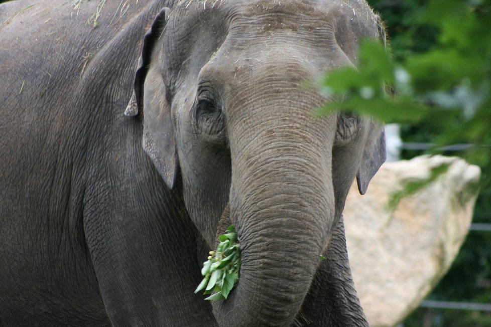 V pražské zoo proběhl křest dvou slůňat, která dostala jméno Lakuna a Amalee.