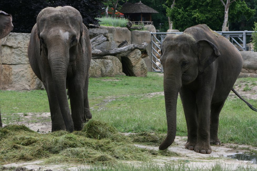 V pražské zoo proběhl křest dvou slůňat, která dostala jméno Lakuna a Amalee.