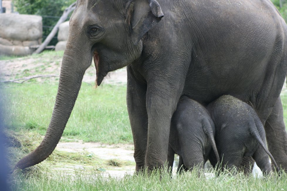 V pražské zoo proběhl křest dvou slůňat, která dostala jméno Lakuna a Amalee. 