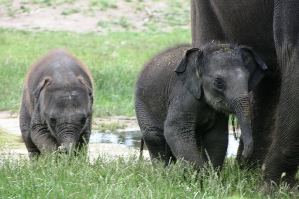 V pražské zoo proběhl křest dvou slůňat, která dostala jméno Lakuna a Amalee. 