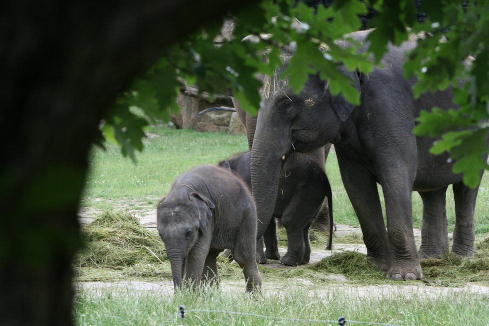 V pražské zoo proběhl křest dvou slůňat, která dostala jméno Lakuna a Amalee.