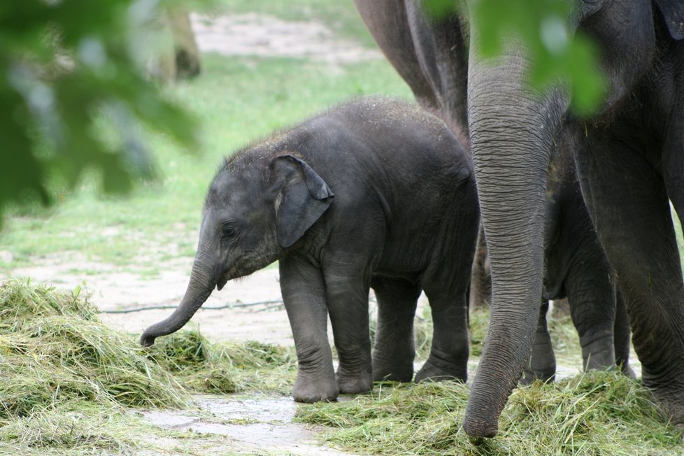 V pražské zoo proběhl křest dvou slůňat, která dostala jméno Lakuna a Amalee.