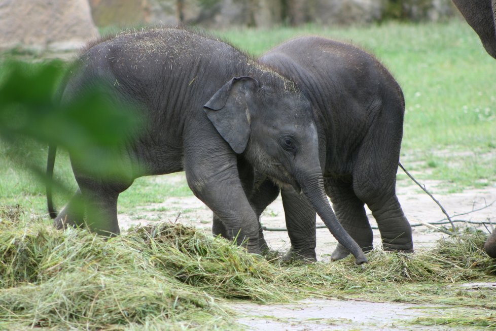 V pražské zoo proběhl křest dvou slůňat, která dostala jméno Lakuna a Amalee.