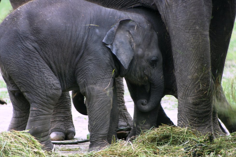 V pražské zoo proběhl křest dvou slůňat, která dostala jméno Lakuna a Amalee.