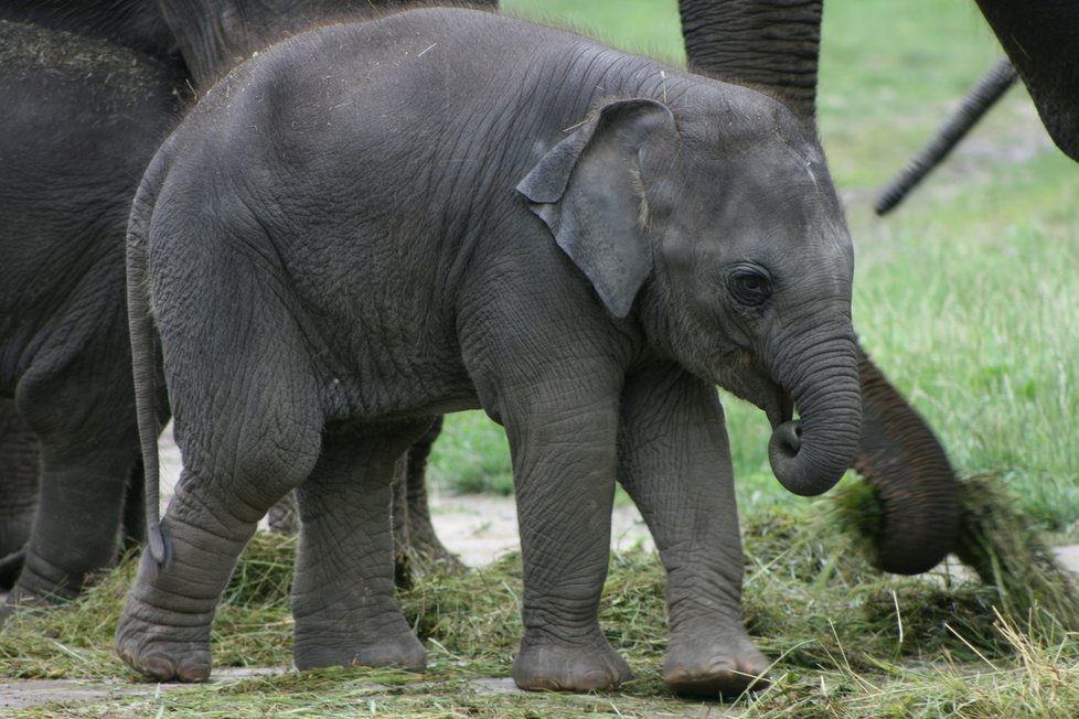 V pražské zoo proběhl křest dvou slůňat, která dostala jméno Lakuna a Amalee.