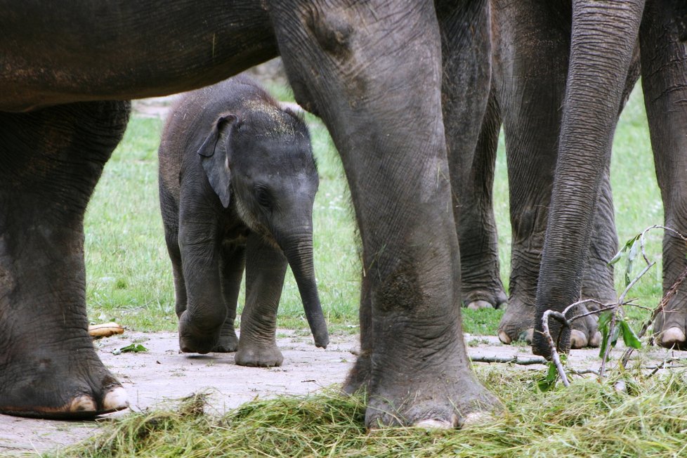 V pražské zoo proběhl křest dvou slůňat, která dostala jméno Lakuna a Amalee.