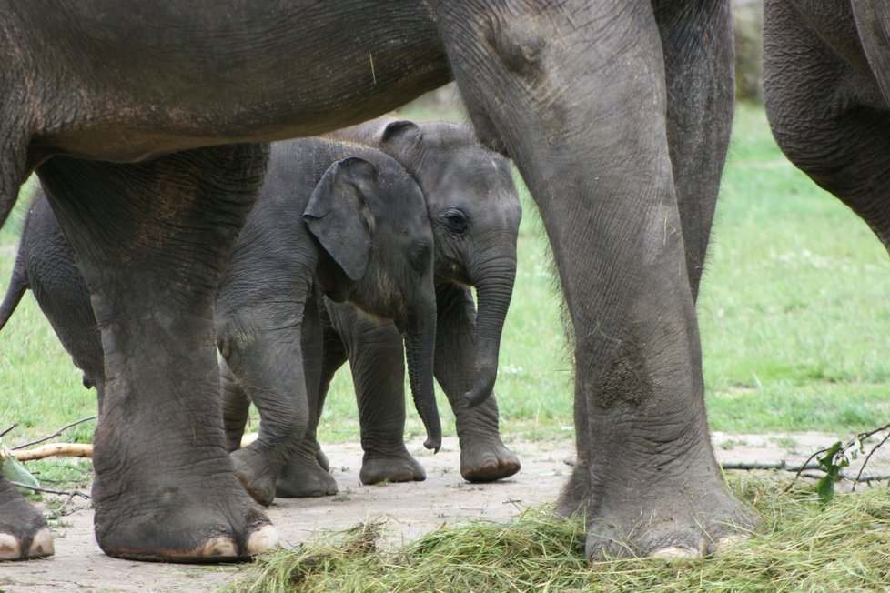 V pražské zoo proběhl křest dvou slůňat, která dostala jméno Lakuna a Amalee. 