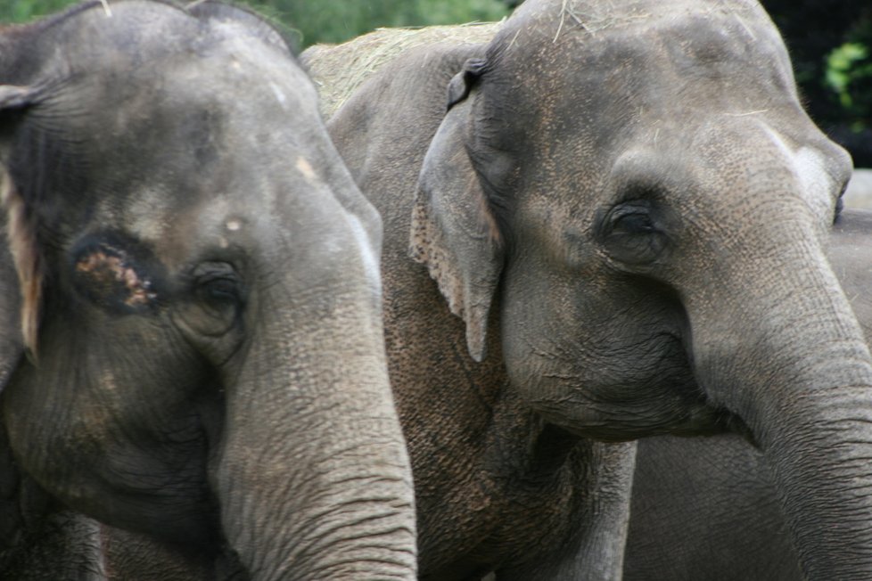 V pražské zoo proběhl křest dvou slůňat, která dostala jméno Lakuna a Amalee. 