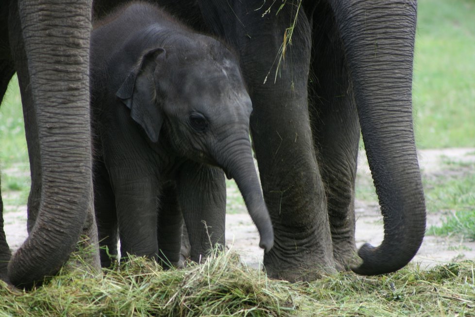 V pražské zoo proběhl křest dvou slůňat, která dostala jméno Lakuna a Amalee.