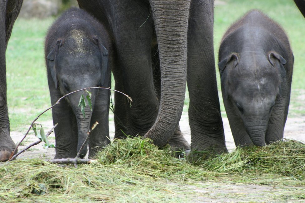 V pražské zoo proběhl křest dvou slůňat, která dostala jméno Lakuna a Amalee. 