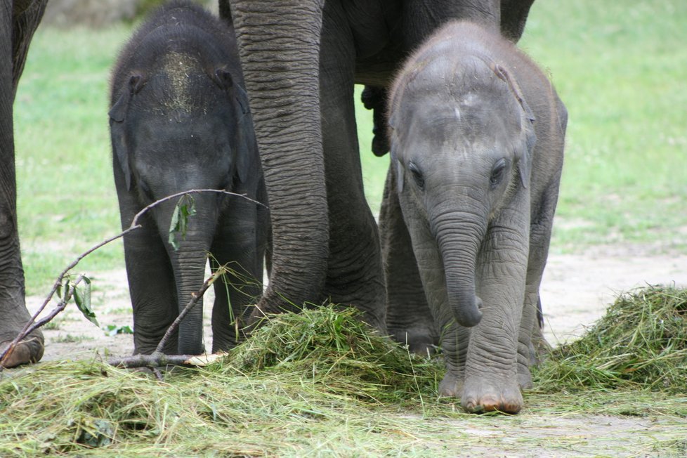 V pražské zoo proběhl křest dvou slůňat, která dostala jméno Lakuna a Amalee.