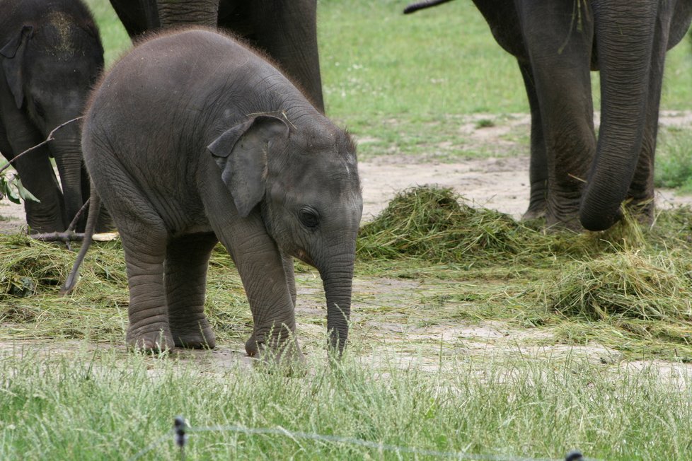 V pražské zoo proběhl křest dvou slůňat, která dostala jméno Lakuna a Amalee. 