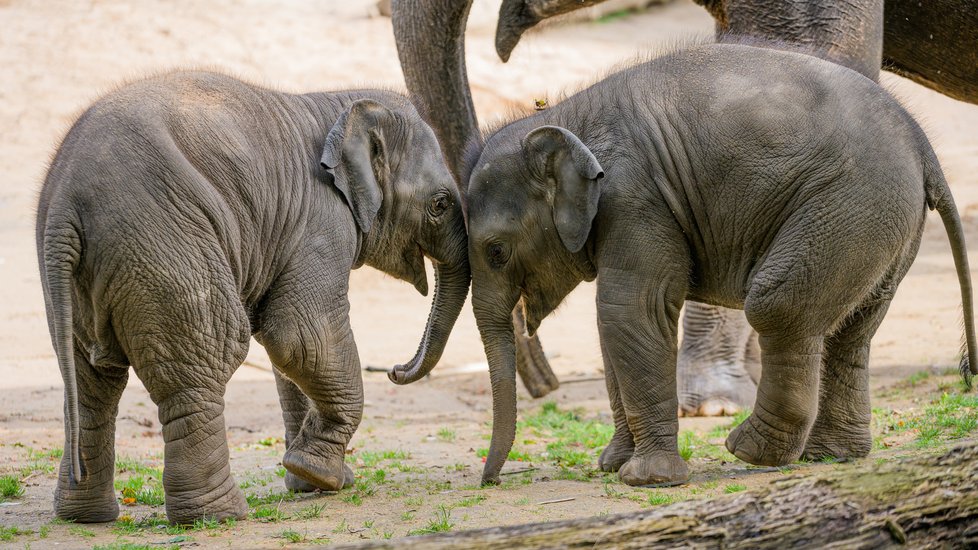 Slonicím Tamaře i Janitě se narodily samičky, což je skvělá zpráva pro budoucnost chovu slonů indických v Zoo Praha. S Lakunou a Amalee čítá celá skupina již devět členů. Slony chová pražská zoo od roku 1933