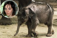 CHAT: Proč sloník zemřel, odhalí pitva