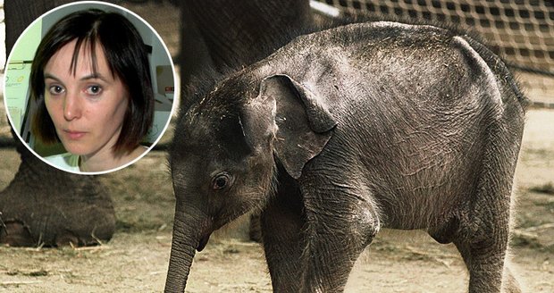 Mluvčí zoo Šárka Kalousková odpovídá, co se stalo se sloníkem