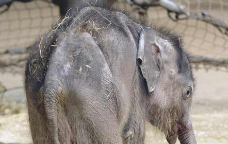 Zesláblý sloní sameček svůj boj o život bohužel prohrál...
