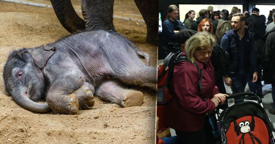 Sloní klučina, který se narodil v pražské zoo, je miláčkem publika!