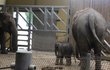 Od čtvrtka malého slona budou moci návštěvníci vidět přímo v jeho pavilonu.