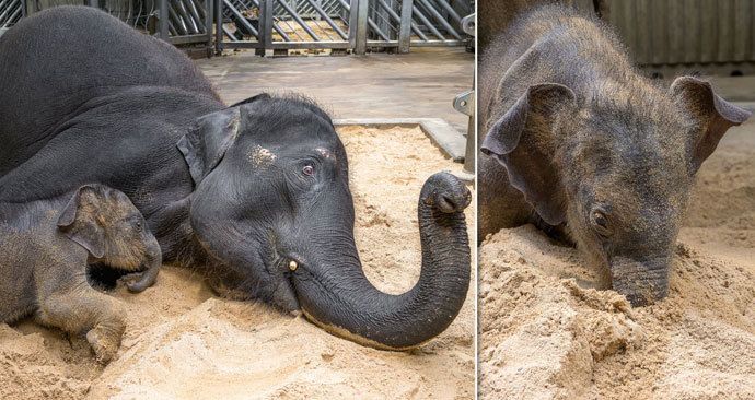 Sloní holčička poprvé zkusila ke svým hrám písek. Zabouřila do něj i celý chobot. (25. dubna 2020)