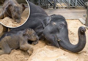 Sloní holčička poprvé zkusila ke svým hrám písek. Zabořila do něj i celý chobot (25. dubna 2020).