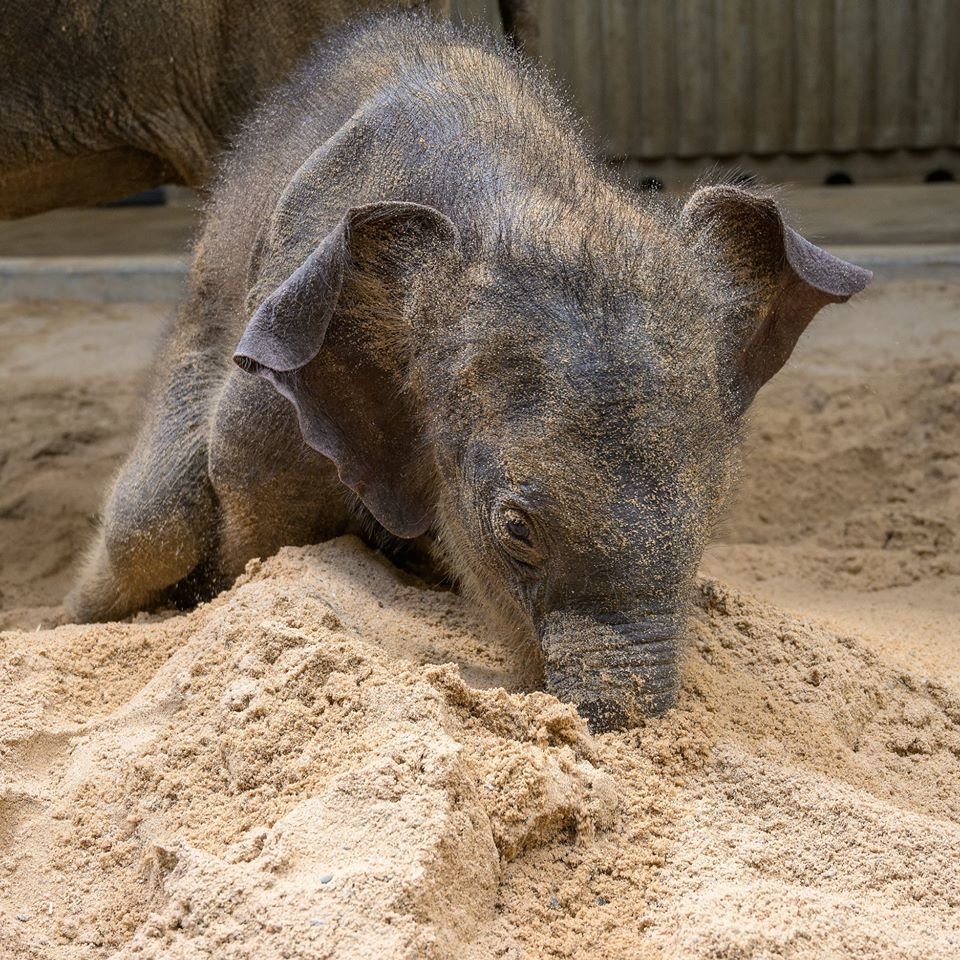 Slůně narozené v březnu v pražské zoo poprvé na písku. (25. dubna 2020)