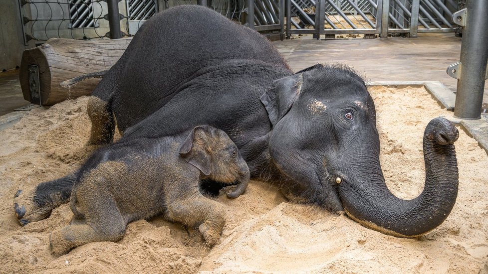 Slůně narozené v březnu v pražské zoo poprvé na písku. (25. dubna 2020)