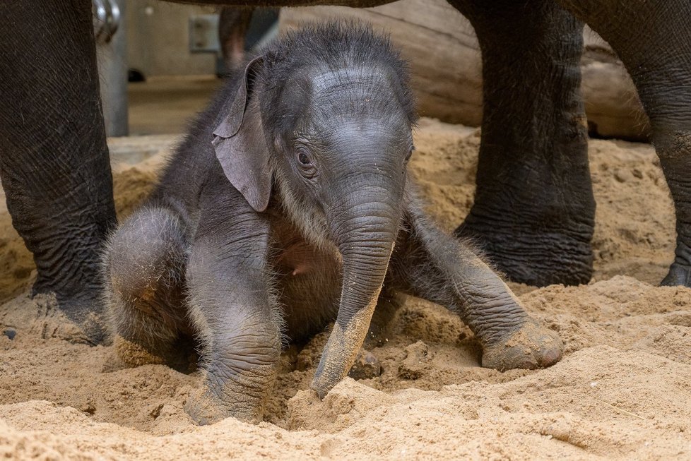 Slůně v pražské zoo poprvé na písku (25. dubna 2020)