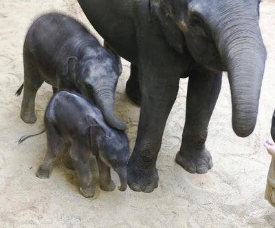 Lump Max z pražské zoo! Neustále pošťuchuje novorozené slůně!