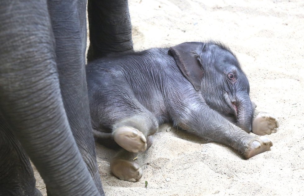 Lump Max z pražské zoo! Neustále pošťuchuje novorozené slůně!