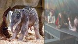 Slůně z pražské zoo se poprvé ukázalo lidem: Sloninec je v obležení, všichni ho chtějí vidět