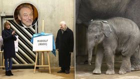 Nejmladší slůně Zoo Praha je Rudolf: Křtít ho měl Karel Gott, za sebe poslal dopis