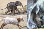 Až šedesát mláďat šestadvaceti druhů se narodilo v Zoo Praha za posledních pětadvacet dnů. Mezi nimi je i slavná sloní samička.