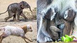 Koronavirus zavřel Zoo Praha, příroda ale jede dál: Na svět vykouklo 60 „mláďat nouzového stavu“