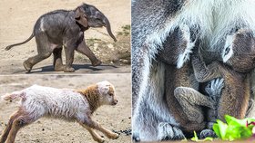 Koronavirus zavřel Zoo Praha, příroda ale jede dál: Na svět vykouklo 60 „mláďat nouzového stavu“