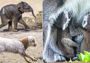 Až šedesát mláďat šestadvaceti druhů se narodilo v Zoo Praha za posledních pětadvacet dnů. Mezi nimi je i slavná sloní samička.