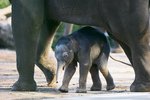 Malé slůně, první mládě slona indického narozené v Austrálii, zatím nemá jméno. Povahu už ale ukázalo – ze všeho nejraději po boku mámy zkoumá svůj výběh.