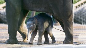 Malé slůně, první mládě slona indického narozené v Austrálii, zatím nemá jméno. Povahu už ale ukázalo – ze všeho nejraději po boku mámy zkoumá svůj výběh.