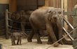Slonice Vishesh (13) porodila v ostravské zahradě první živé slůně v historii našich zoo letos 11. března. Je to sameček.