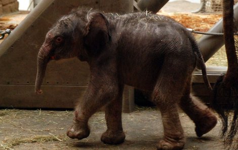 Sloní novorozeně vážilo 78 kilo.