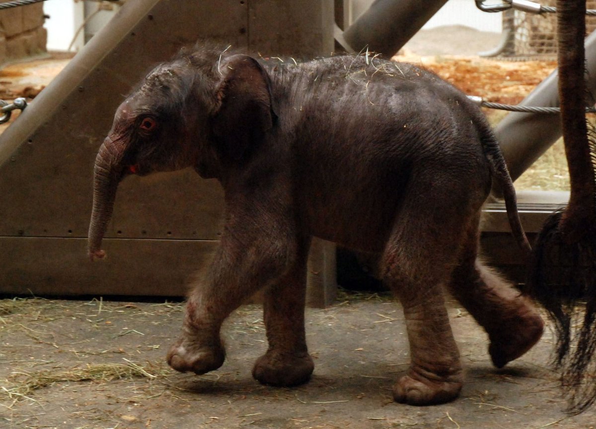 Sloní novorozeně