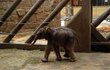 Sloní novorozeně vážilo 78 kilo.