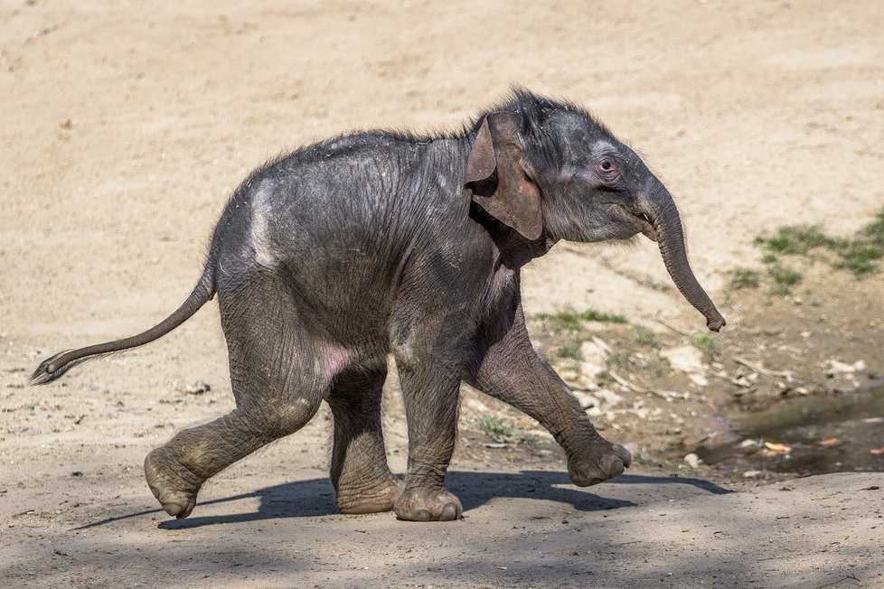 Slůně narozené v březnu v pražské zoo.