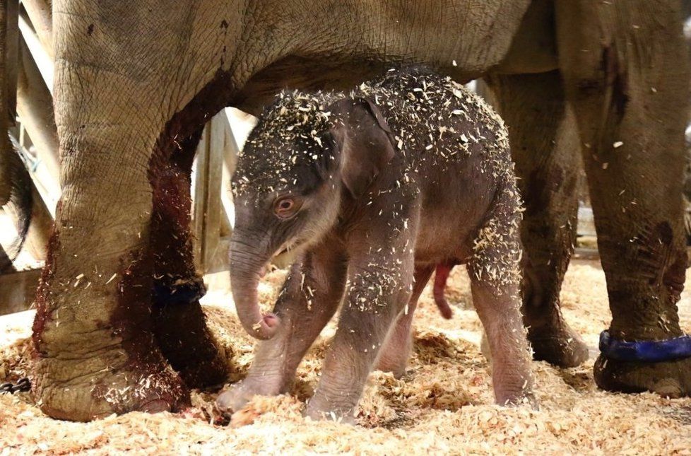 V pražské zoo se narodilo první slůně z našeho chovu: Je to stokilový sameček.