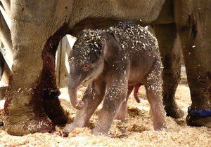 V pražské zoo se narodilo první slůně z našeho chovu: Je to stokilový sameček