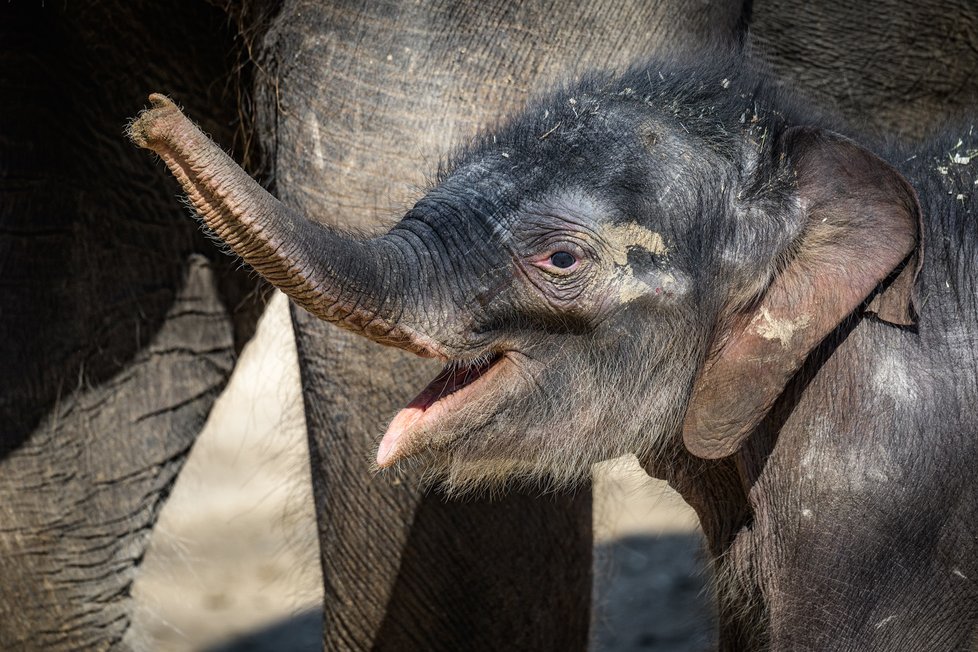 Sloní mládě na svět vykouklo poprvé 27. března. Nyní už dovádí venku